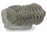 Large, Bumpy Morocops Trilobite - Morocco #356941-2